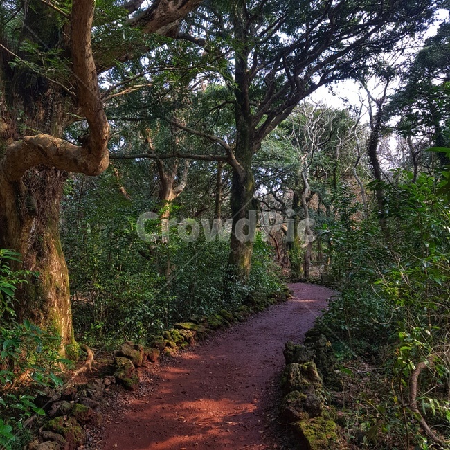 자연,나무,비자림,제주도,숲,자연,풍경,nature,landscape,한국자연풍경,한국자연경관,korea nature landscape,제주도,jeju,jeju island,tree,plant,식물,tree trunk,나무 줄기,ground,바닥