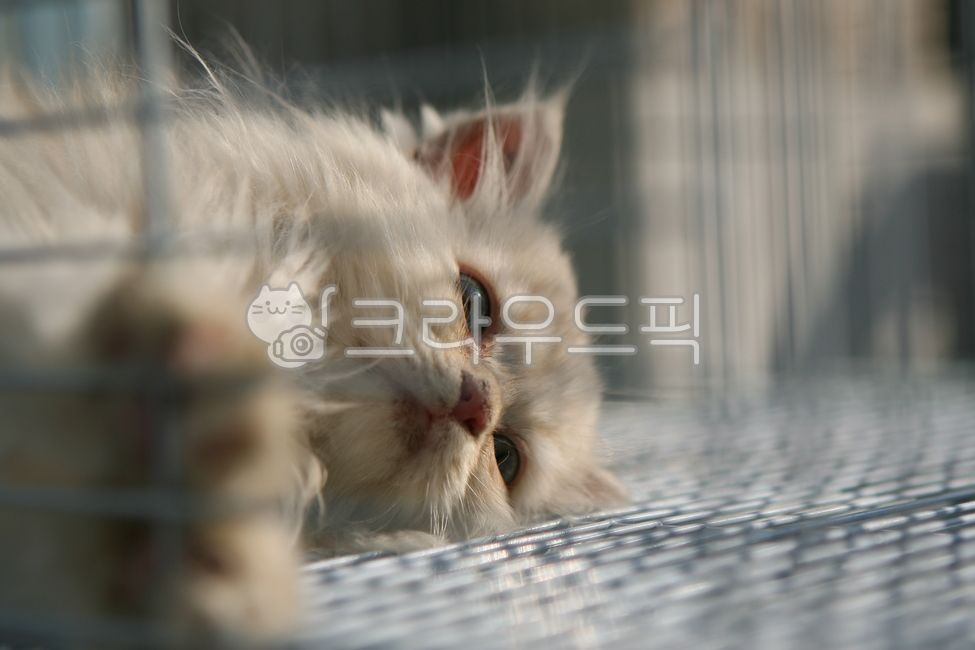 고양이,시장,애완동물,반려동물,카타르,동물시장,안타까움,슬픔,눈물
