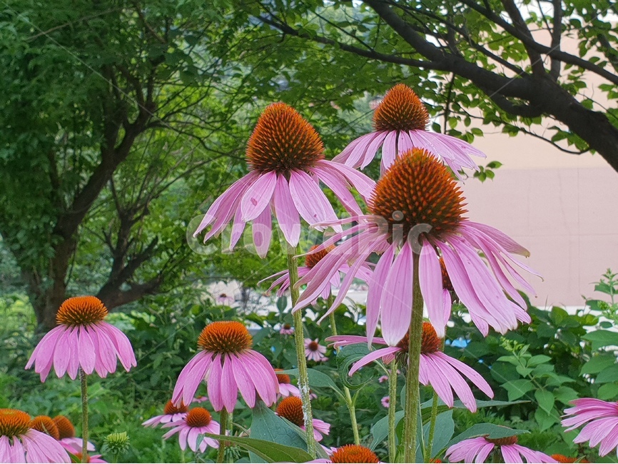 아름다운꽃,자연,여름,감성,계절,꽃,식물,배경이미지,beautifulflowers,plant,nature,노랑색,에키네시아,배경,배경화면,식물,자연,plants,nature,꽃,flower