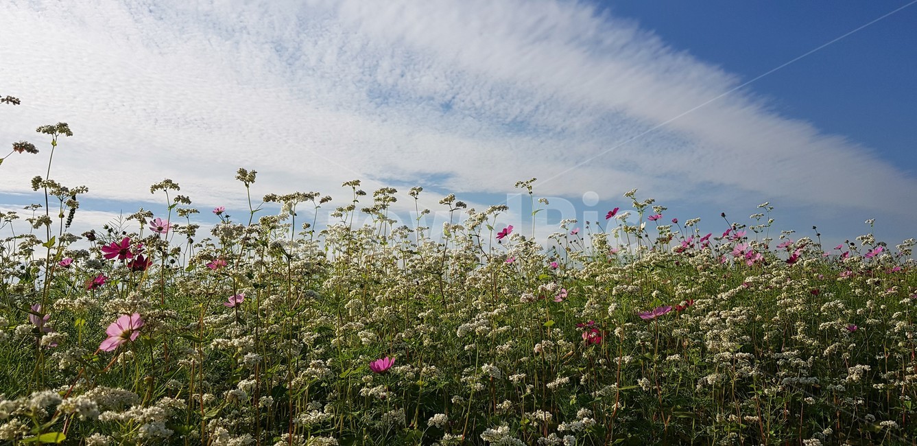 가을,꽃,코스모스,메밀,순수,식물,자연,계절,풍경,감성,flower,서정,nature,하늘,구름,가을,계절,fall,autumn,season,자연,풍경,nature,landscape,식물,plants,꽃,flower,grassland,목초지,field,들,outdoors,옥외