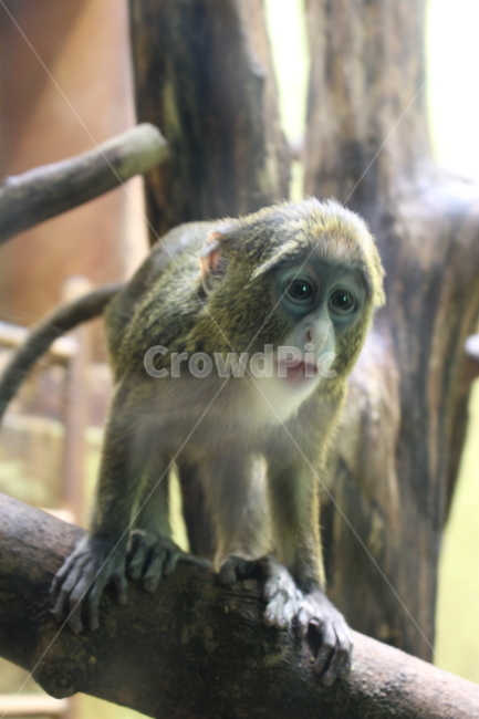 monkey,young,baby,longtailed monkey,animal,Zoo,cute