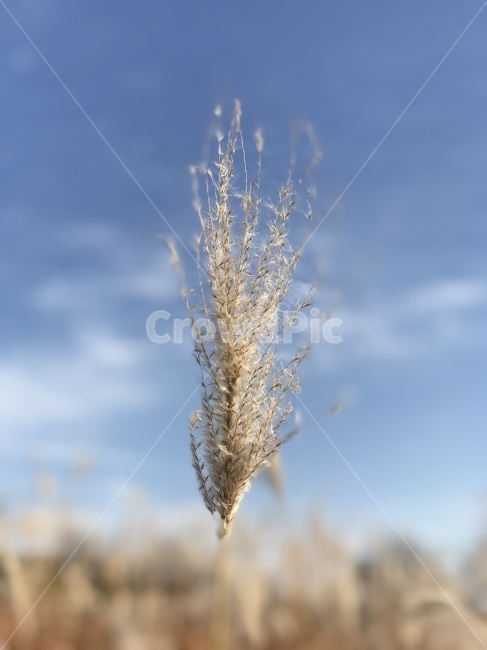 억새,아웃포커스,배경,가을,풍경,가을,계절,fall,autumn,season,식물,자연,plants,nature,plant,grass,잔디,lawn,reed,갈대