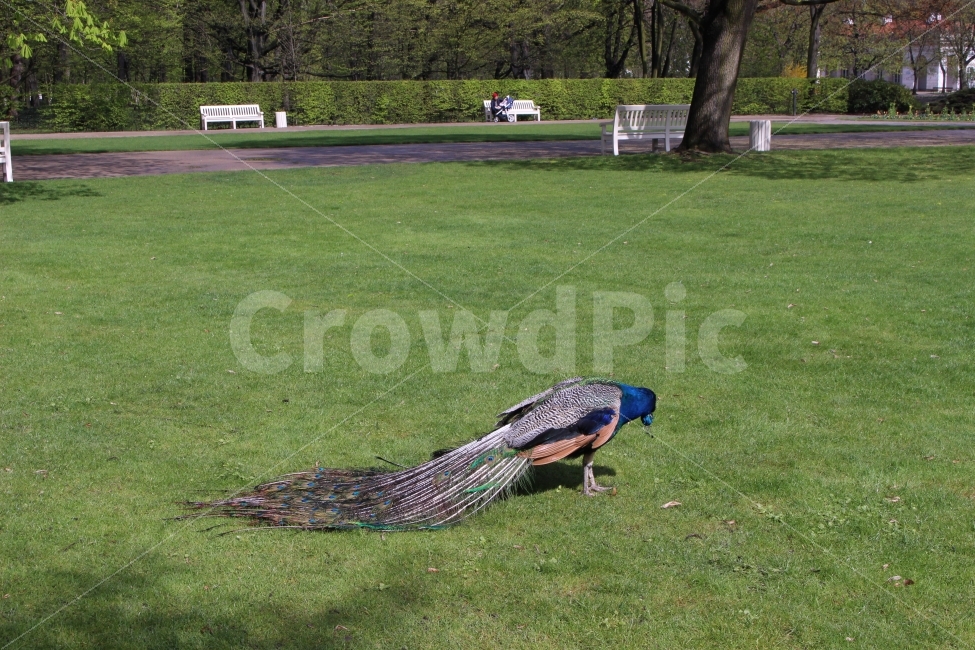 공작새,새,bird,공원,자연,동물,동물,animal,조류,새,birds