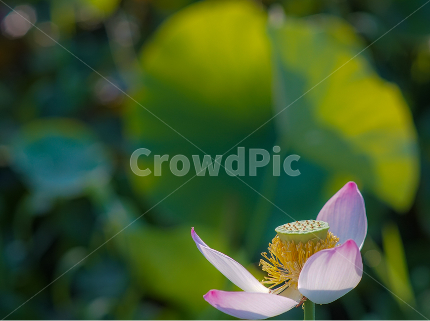 연,연꽃,연밭,수생,식물,연잎,식용,꽃,식물,자연,plants,nature,꽃,flower