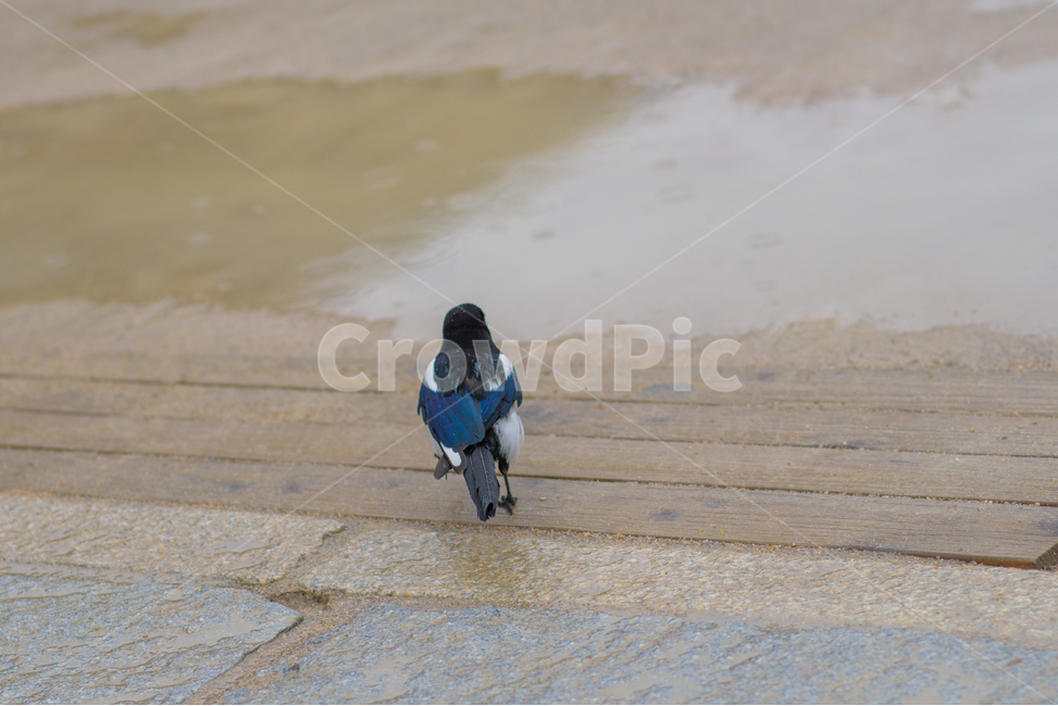 bird,새,animal,동물,까치,조류,동물,animal,조류,새,birds