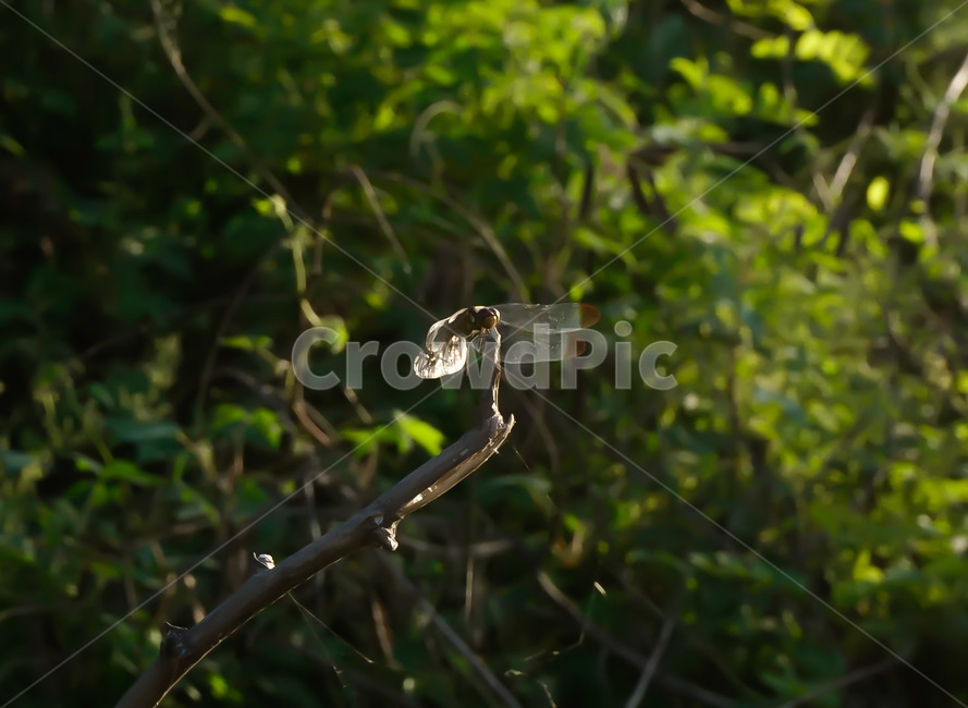 잠자리,숲,곤충,자연,식물,동물,animal,곤충,벌레,insect,bug