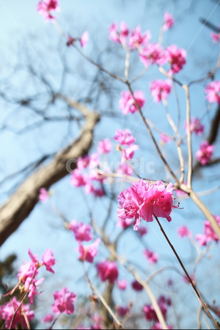 진달래,봄,꽃,azalea,flower,봄,계절,spring,season,식물,자연,plants,nature,꽃,flower,plant,blossom