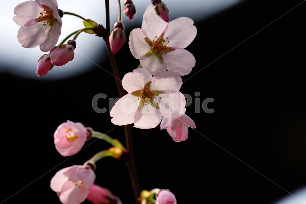 벚꽃,봄꽃,한국자연,꽃,꽃사진,플라워,flower,봄,spring,식물,plants,자연,nature,풍경,landscape,계절,season,snap,스냅,접사,macro,closeup,클로즈업,감성사진,감성,힐링,healing,느낌,feel,feeling,꽃밭,화단,나무,나뭇가지,tree,꽃봉오리,4월,April,봄,계절,spring,season,식물,자연,plants,nature,꽃,flower,plant,blossom