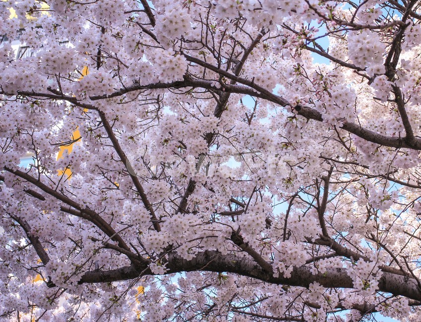 봄,벚꽃,벚꽃나무,blossom,flower,봄,계절,spring,season,식물,자연,plants,nature,꽃,flower,plant