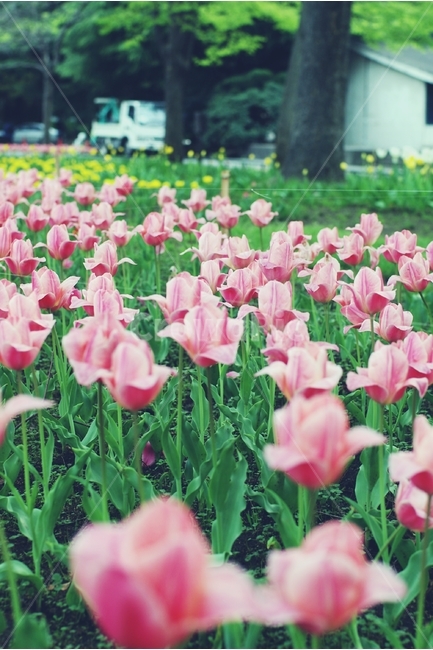 꽃,튤립,꽃밭,flower,tulip,field,분홍,핑크,pink,봄,계절,spring,season,식물,자연,plants,nature,꽃,flower,plant