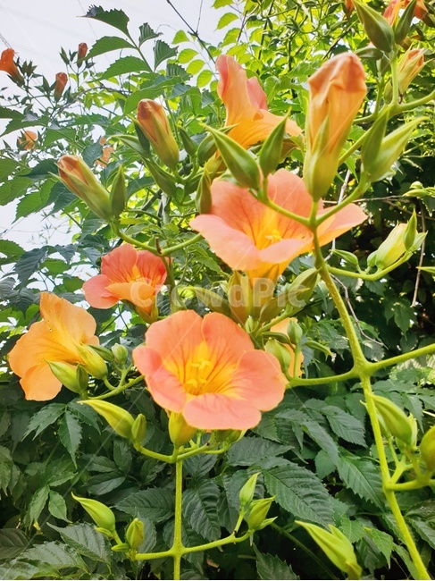 식물,plant,꽃,flower,blossom,나팔꽃,여름꽃,꽃잎,leaf,자연,nature,봉오리