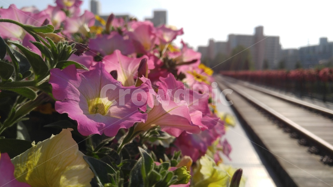 사피니아,사피니아꽃,꽃,식물,핑크,배경,감성,계절,safinia,safiniaflowers,flower,flant,pink,yellow,background,emotional,season