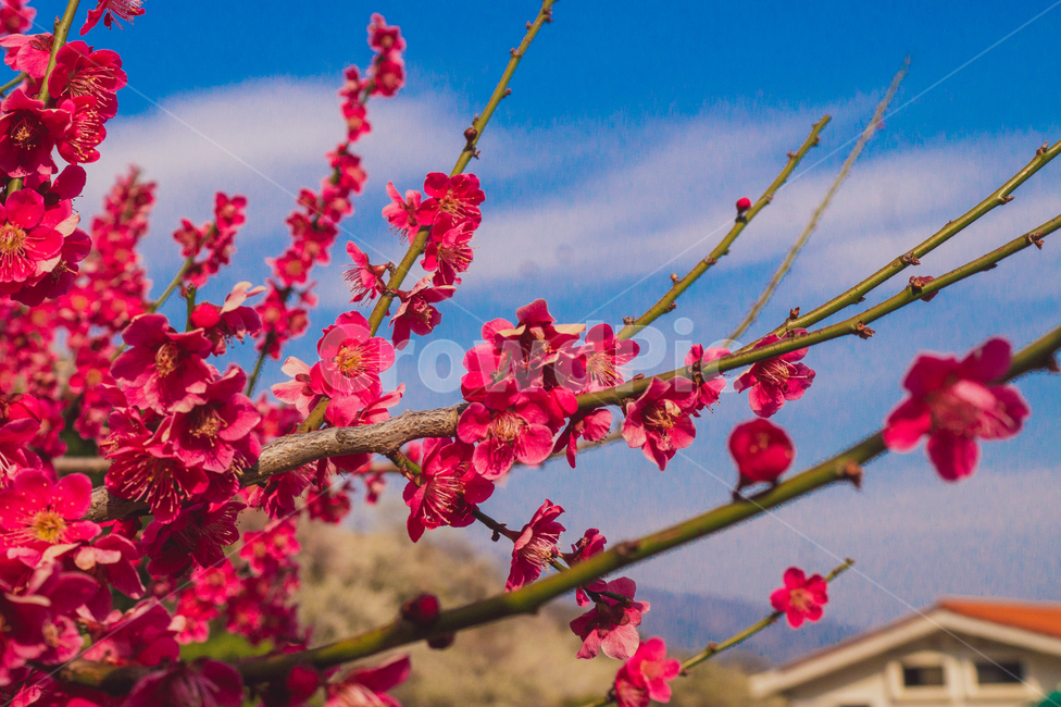plant,식물,매화,매화축제,꽃,봄,매화마을,감성사진