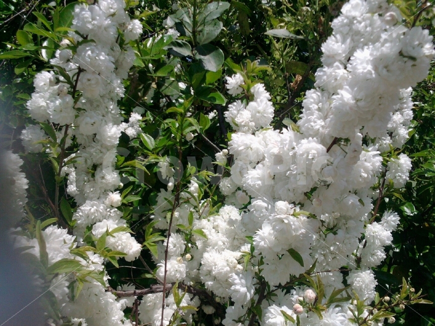 꽃,하얀꽃,흰색,숲,자연,나뭇잎,식물,자연,plants,nature,꽃,flower