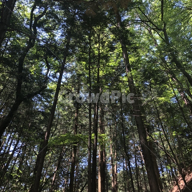 산,나무,풍경,편백나무,숲