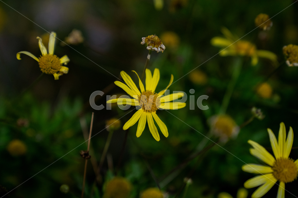 plant,식물,꽃,자연,꽃잎,노란색,식물,자연,plants,nature,꽃,flower