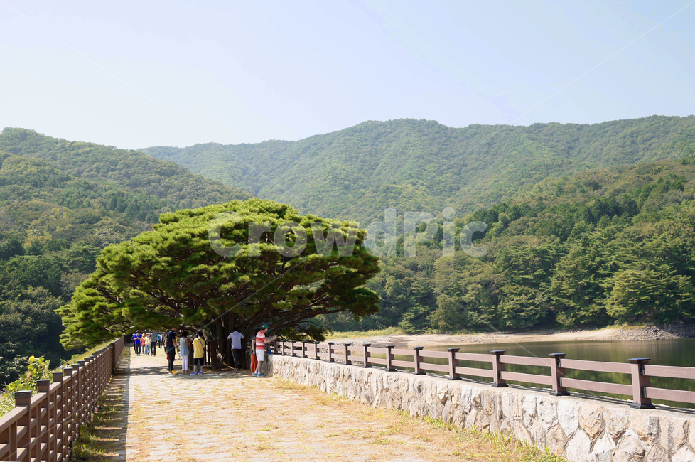 양산,법기수원지,경상남도양산,소나무,한그루,울타리,여행지,관광지,부산,관광,풍경,여행,반송,자연,사람,인간,person,walkway,보도