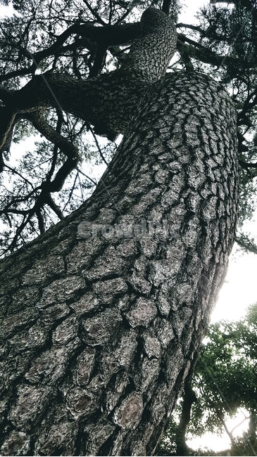 소나무,pine,배경,background,산림,forest,바탕