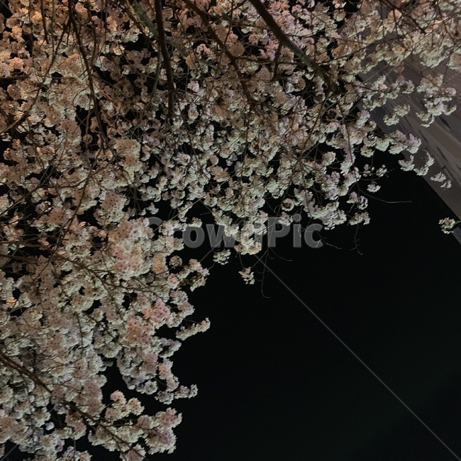 밤하늘,밤,blossom,벚꽃,cherryblossom,plant,식물,flower,꽃,꽃,flower