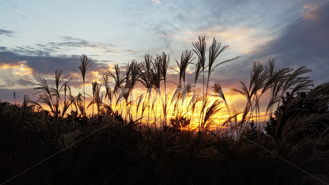 가을,가을산,가을풍경,억세,엑세풀,자연,풍경,nature,landscape,grass,잔디,plant,식물,lawn,reed,갈대