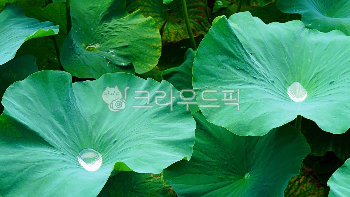연잎, 연, lotus, lotusleaf, lotusleaves, 사진,이미지,일러스트,캘리그라피 - BUSAN OPPA작가