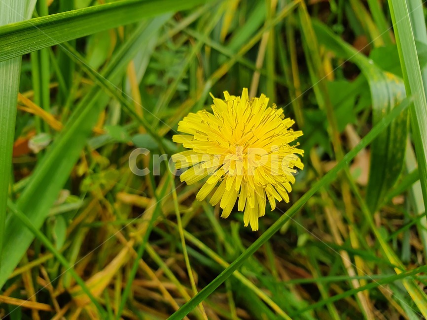 plant,식물,민들레,flower,꽃,노란색,꽃,flower
