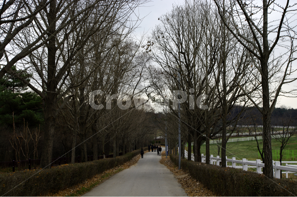 겨울,나무,울타리,풍경,길,자연,풍경,nature,landscape,사람들,대중,군중,other people,crowd,plant,식물,tree,tree trunk,나무 줄기,asphalt,아스팔트