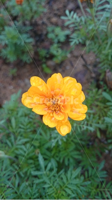 plant,식물,꽃,flower,blossom
