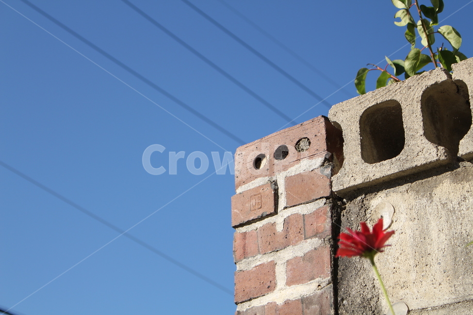 꽃,자연,식물,벽,하늘,한송이,flower,nature,wall