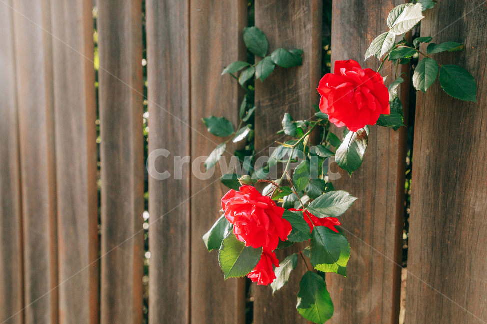 꽃,장미,붉은,빨간,아름다운,5월,자연,식물,꽃잎,잎파리,flower,rose,햇살,햇빛,햇볕,식물,자연,plants,nature,꽃,flower