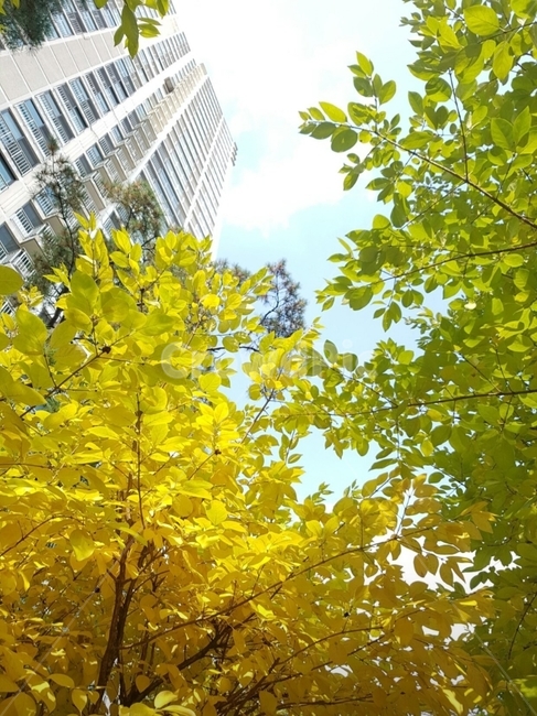 tree,나무,가을,계절,가로수,단풍,하늘,낙엽,낙엽길,식물,가을,계절,fall,autumn,season,plant