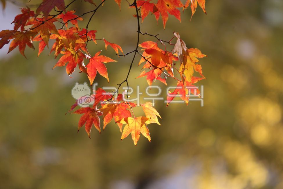 가을, 낙엽, 단풍, 식물, 단풍잎, 사진,이미지,일러스트,캘리그라피 - benjamin작가