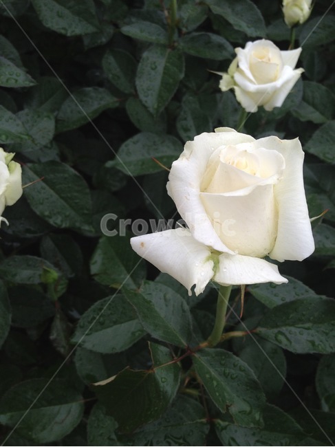 plant,식물,blossom,rose,장미,flower,꽃,백장미