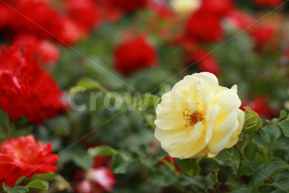 장미,노란색,자연,꽃,울산,대공원,축제,확대,식물,자연,plants,nature,꽃,flower