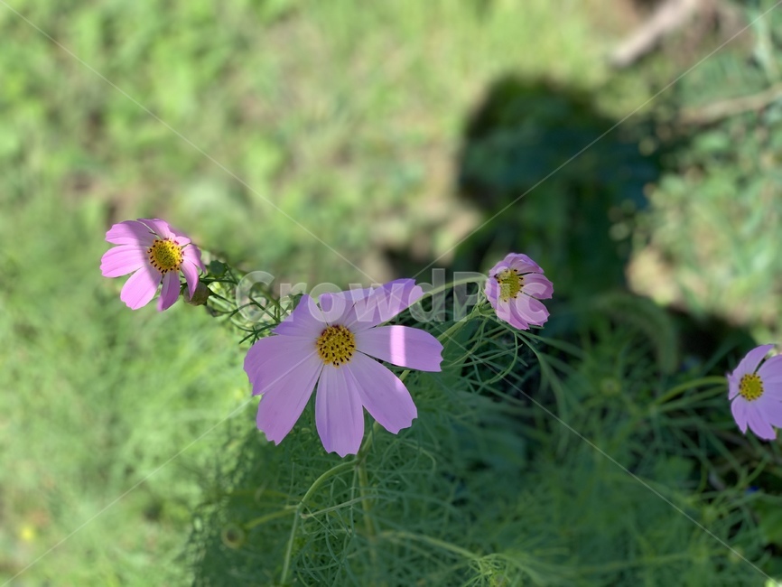 blossom,꽃,plant,식물,flower,코스모스,식물,자연,plants,nature,꽃,flower
