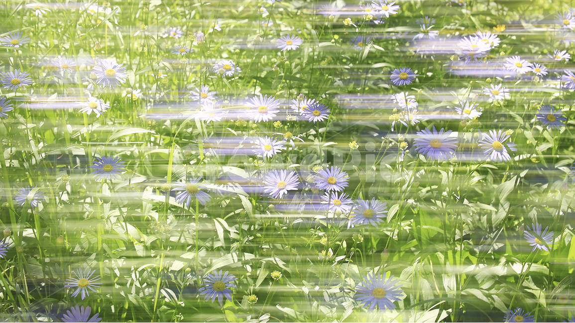 꽃,환상,다중,야생화,구정초꽃,식물,자연,plants,nature,꽃,flower,감성,sensible,feeling