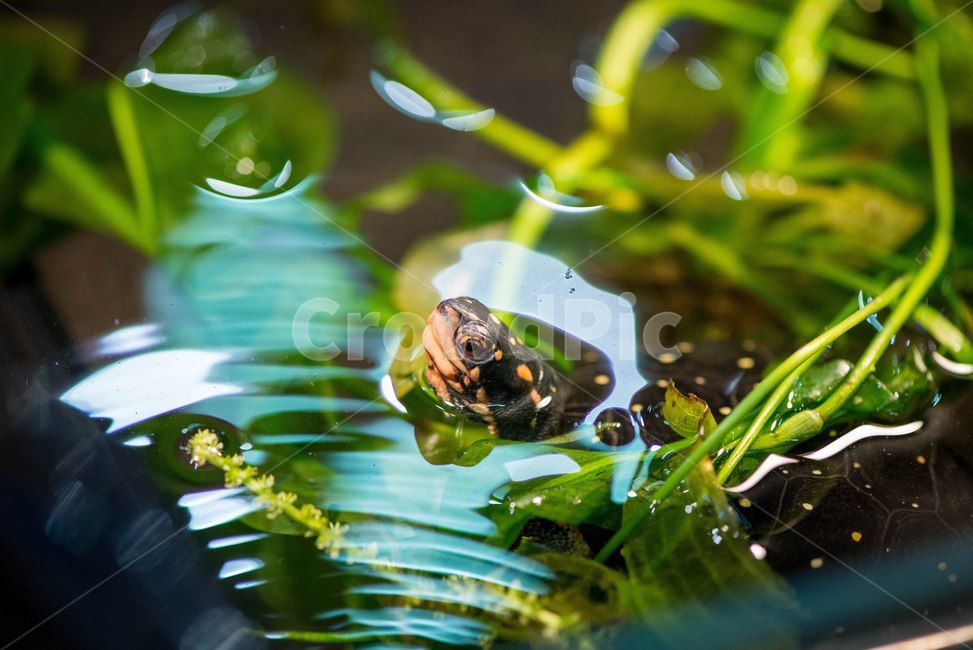 거북이,자연,거북,동물,파충류,동물,animal,파충류,양서류,reptile,amphibian