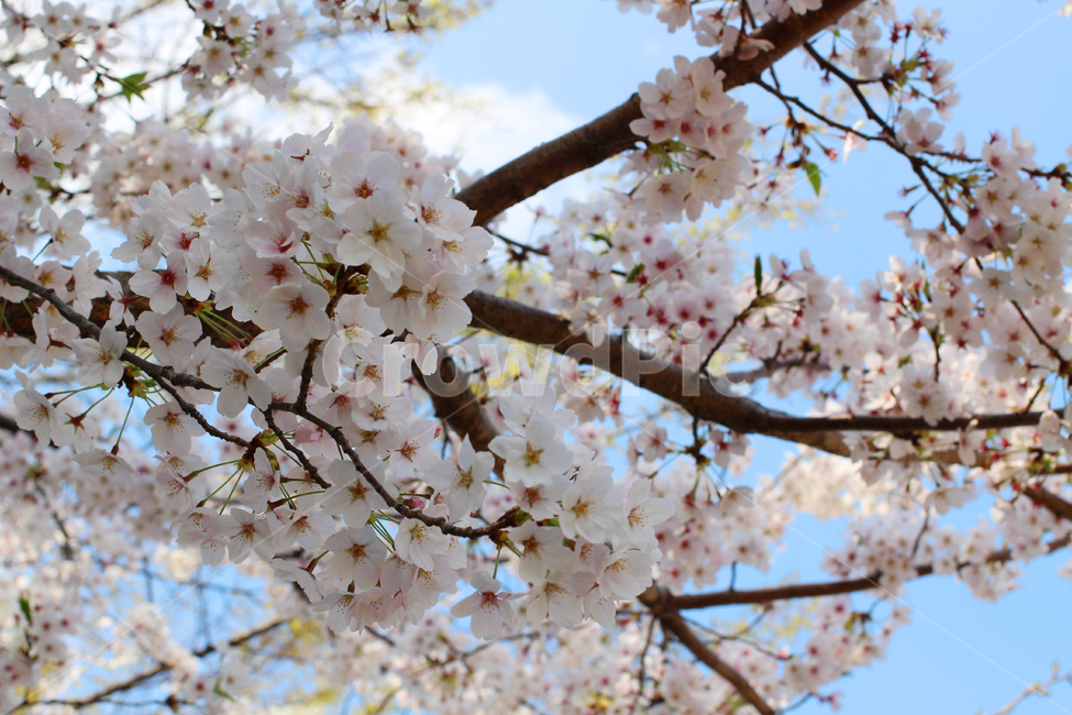 벚꽃,하늘,벚꽃나무,벚꽃잎,봄,봄,계절,spring,season,식물,자연,plants,nature,꽃,flower,plant,blossom