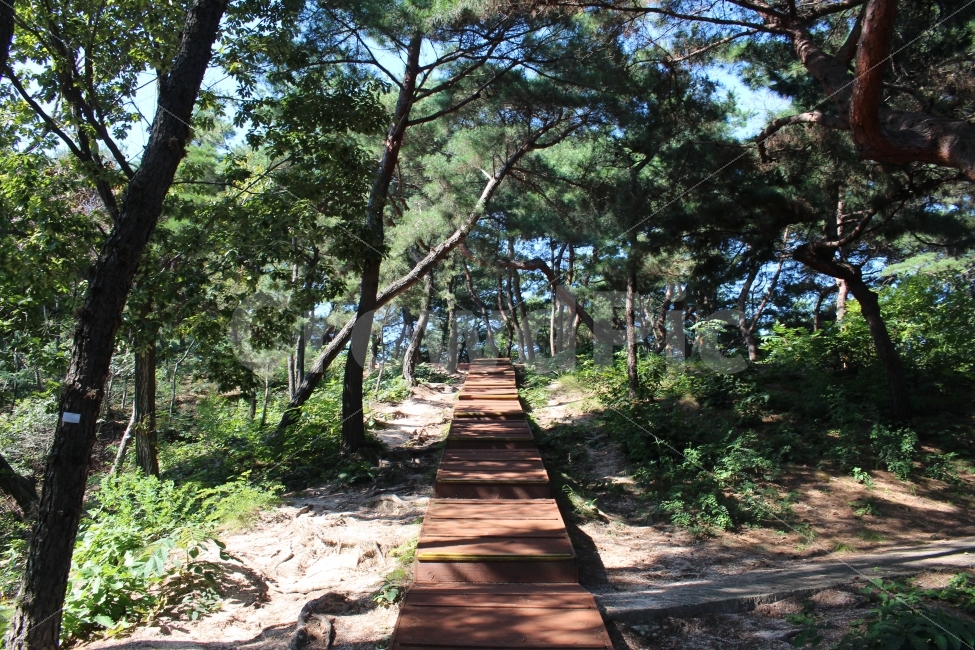 숲길,나무,산책,문화재,의릉,석관동,자연,풍경,nature,landscape,한국자연풍경,한국자연경관,korea nature landscape,식물,plants,나무,trees,wood,휴식,힐링,rest,relaxation,healing,arbour,정자,outdoors,옥외,garden,정원