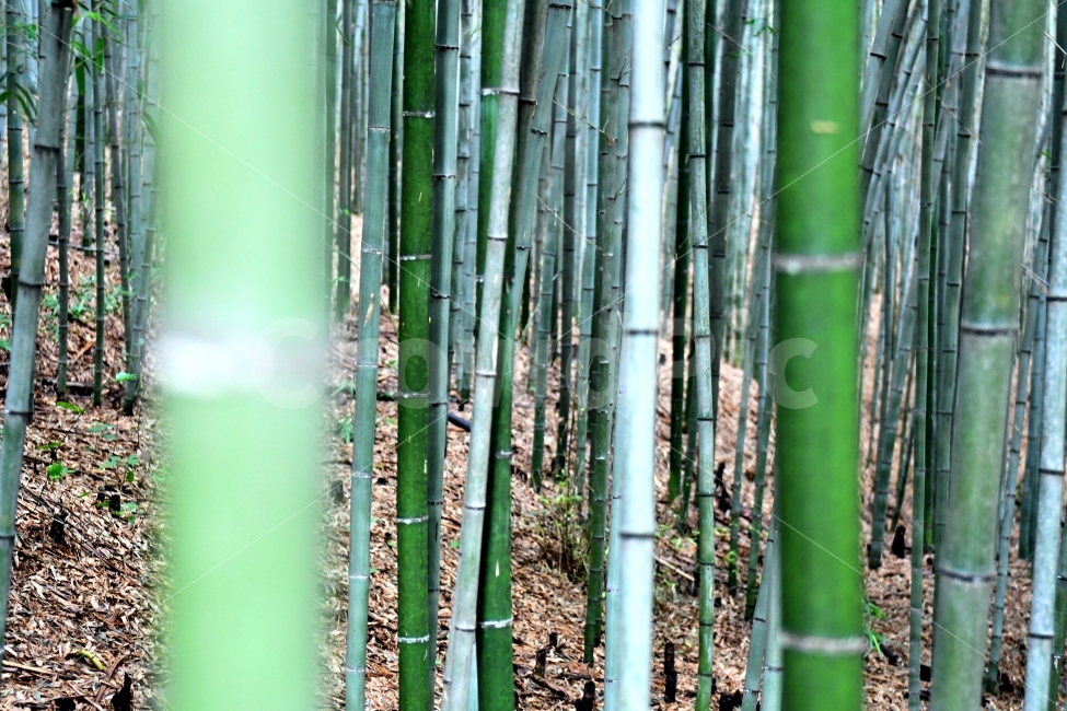 죽녹원,대나무,사군자,곧음,竹,기백,푸름,식물,자연,plants,nature,꽃,flower