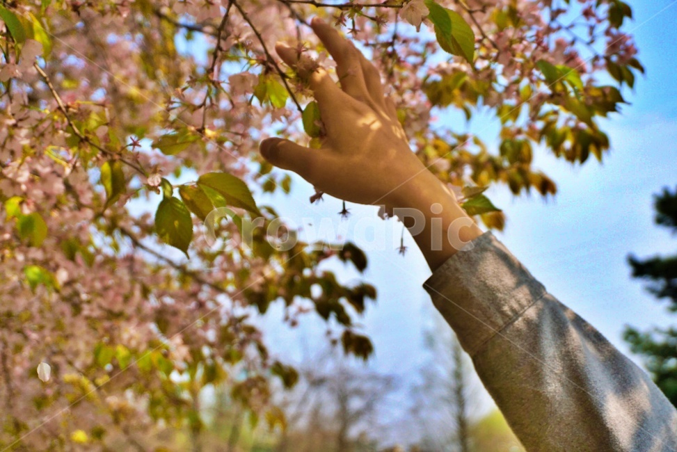 벚꽃,봄,손,꽃,spring,감성,감성사진,cherryblossom,자연,nature