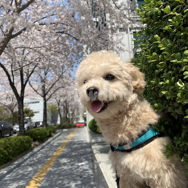 강아지,푸들,크림푸들,개,귀여운강아지