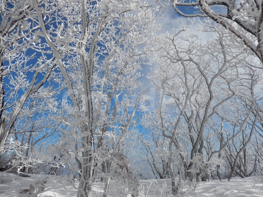 소백산,눈꽃풍경,상고대,겨울풍경,국립공원,겨울동화,힐링,감성,아름다움,뷰티풀,설국,눈풍경,파란하늘,100대명산,겨울명산,설경,서리꽃,영동,snow,landscape,눈,화이트,자연,신비로운,경이로운,천상,비경,치유,산,명산,겨울,계절,winter,season,자연,풍경,nature,landscape,한국자연풍경,한국자연경관,korea nature landscape,식물,plants,나무,trees,wood,outdoors,옥외