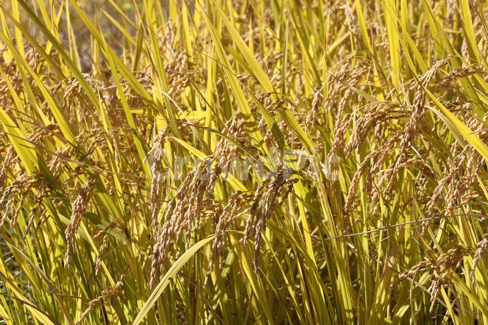 벼,곡식,풍년,가을풍경,oryzasativa,곡류,곡식,cereals,산업,industry,industrial,농업,농사,agriculture,farming,farming industry
