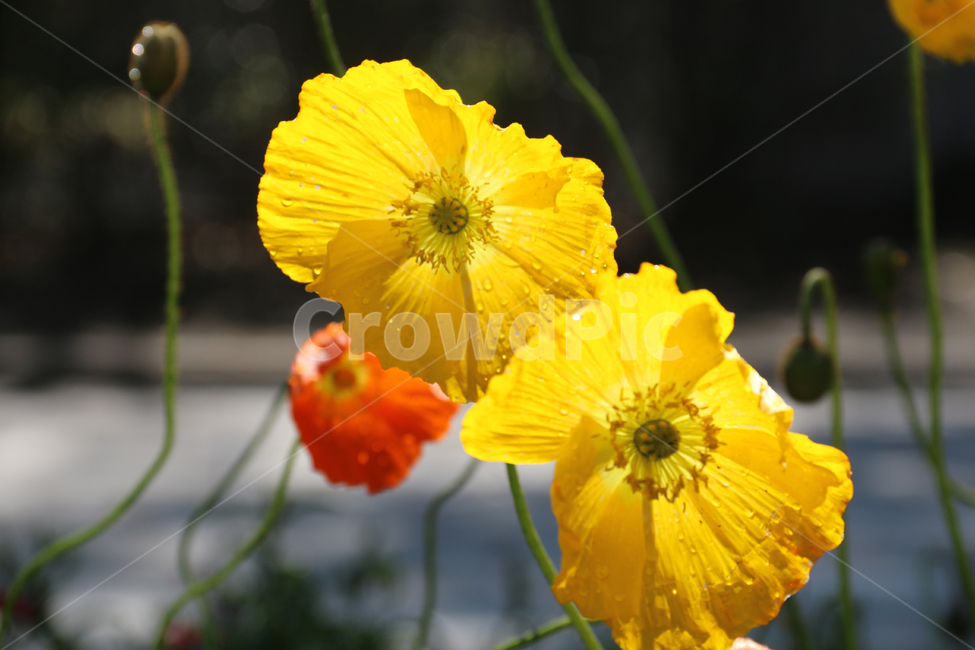 일본,가고시마,꽃,봄,자연,튤립,tulip,바람