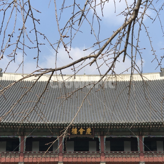 한국,서울,경복궁,한옥,기와집,기와,건축물,한국건축물,동양건축물,문화유산,궁,고궁,한국전통,한국문화,korean traditional,korean culture,랜드마크,landmark,tourist attraction,한국랜드마크,한국관광지,한국명소,korea landmark,korea tourist attraction