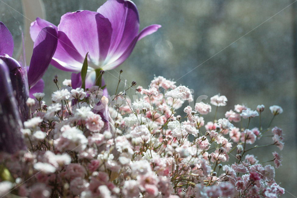 꽃,꽃병,화병,flower,flowers,식물,자연,plants,nature,꽃,flower