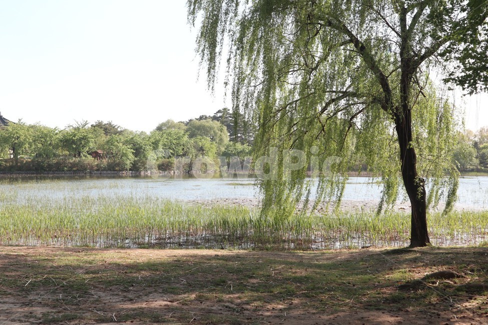 tree,나무,호수,자연,식물,자연,풍경,nature,landscape