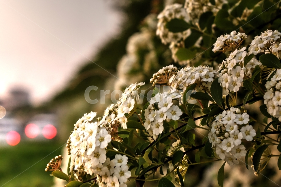 plant,식물,꽃,하얀꽃,꽃송이,꽃무더기