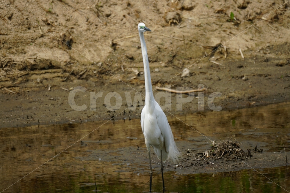 백로,새,조류,동물,자연,강,하천,습지,물결,식물,bird,animal,lake,river,nature,water,plants,감성,감성사진,스냅,스냅사진,snap,snapshot,풍경,landscape,계절,여름,summer,season,수영,헤엄,한국자연,한국적인,생명,환경,동물,animal,조류,새,birds